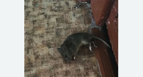 Дезинфекция от мышей в Жостово
