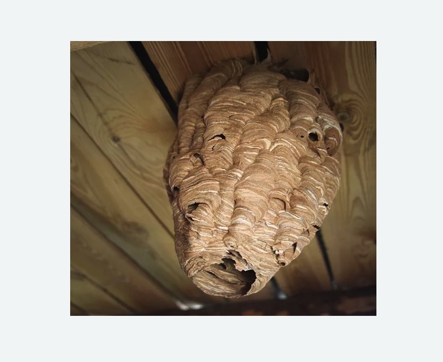 обработка от шершней в Жостово