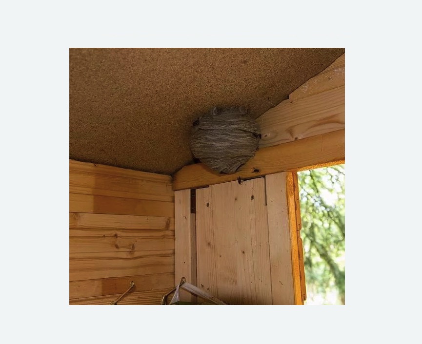 Обработка от ос в Жостово Обработка от ос