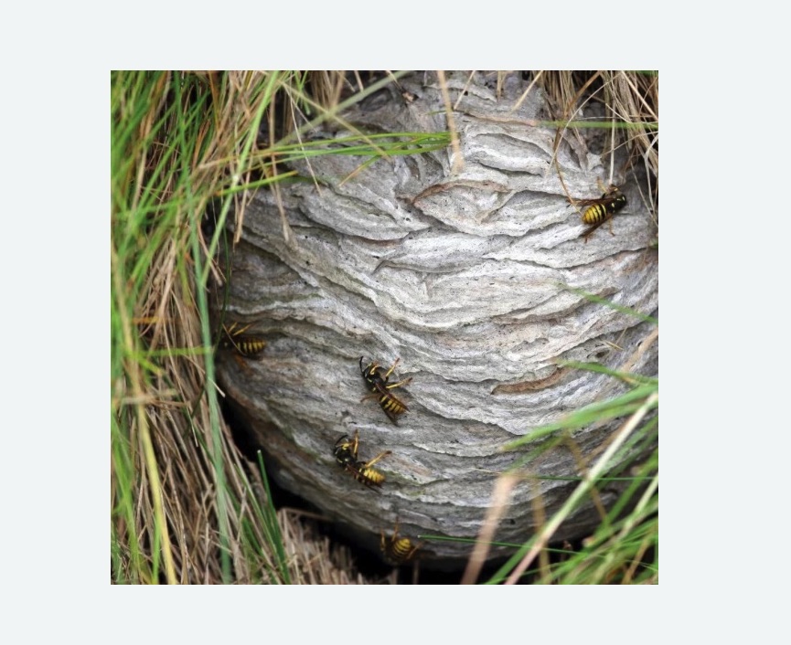 Уничтожение ос и ульев Уничтожение ос и ульев в Жостово